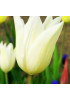 Тюльпан лилиецветный "Уайт Триумфатор" (White Triumphator) 3шт в упаковке (размер 10\11) Тюльпан лилиецветный "Уайт Триумфатор" (White Triumphator) 3шт в упаковке (размер 10\11)