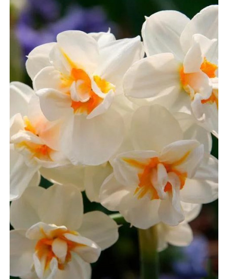 Нарцисс "Sir Vinston Churchill" 3шт в упаковке Нарцисс "Sir Vinston Churchill" 3шт в упаковке