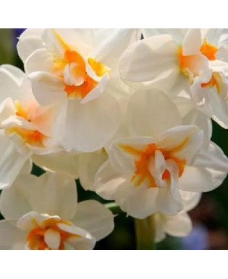 Нарцисс "Sir Vinston Churchill" 3шт в упаковке Нарцисс "Sir Vinston Churchill" 3шт в упаковке