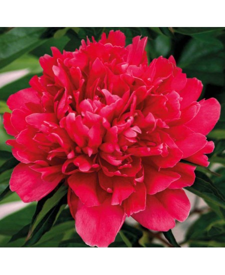 Пион Генерал Мак Магон Пион Генерал Мак Магон