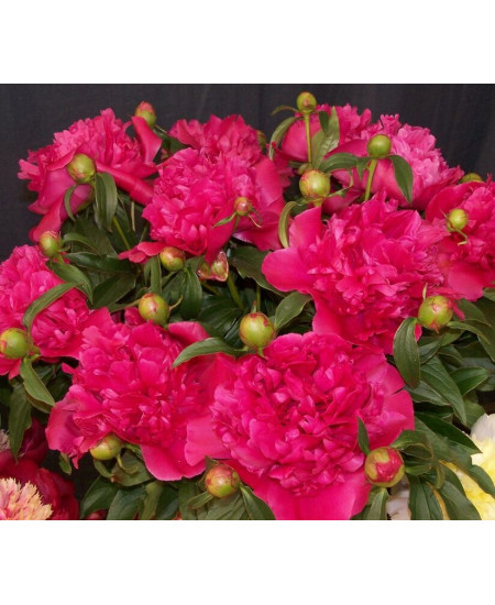 Пион Генерал Мак Магон Пион Генерал Мак Магон