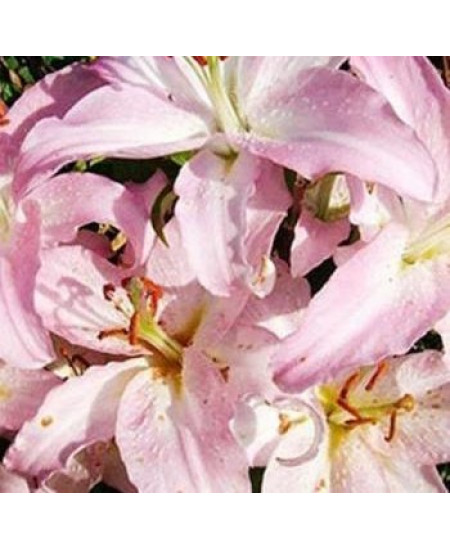 Лилия "Willeke Alberti" 3шт в упаковке Лилия "Willeke Alberti" 3шт в упаковке