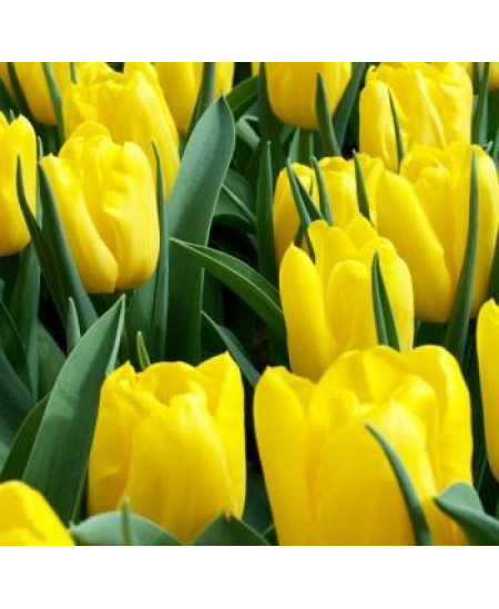 Тюльпан триумф "Стронг Голд" (Strong Gold) 3шт в упаковке (размер 11\12) Тюльпан триумф "Стронг Голд" (Strong Gold) 3шт в упаковке (размер 11\12)