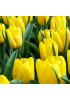 Тюльпан триумф "Стронг Голд" (Strong Gold) 3шт в упаковке (размер 11\12) Тюльпан триумф "Стронг Голд" (Strong Gold) 3шт в упаковке (размер 11\12)