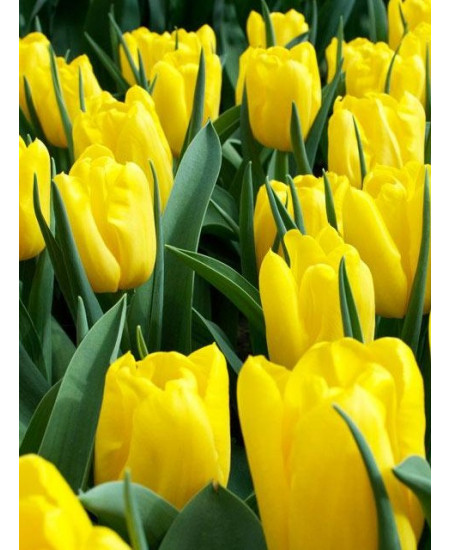 Тюльпан триумф "Стронг Голд" (Strong Gold) 3шт в упаковке (размер 11\12) Тюльпан триумф "Стронг Голд" (Strong Gold) 3шт в упаковке (размер 11\12)