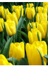 Тюльпан триумф "Стронг Голд" (Strong Gold) 3шт в упаковке (размер 11\12) Тюльпан триумф "Стронг Голд" (Strong Gold) 3шт в упаковке (размер 11\12)