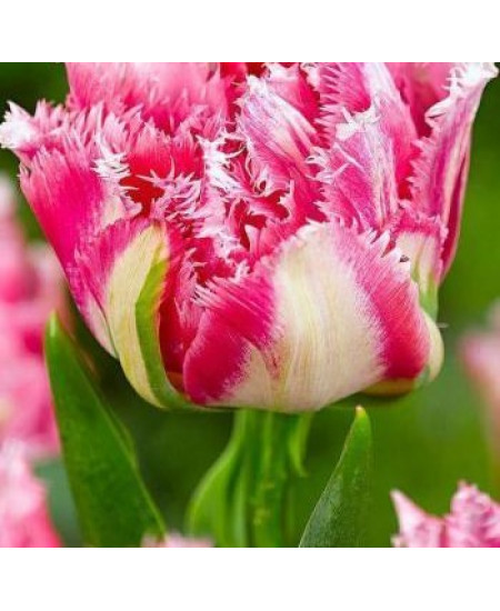 Тюльпан махровый бахромчатый "Криспион Свит" (Crispion Sweet) 3шт в упаковке (размер 11\12) Тюльпан махровый бахромчатый "Криспион Свит" (Crispion Sweet) 3шт в упаковке (размер 11\12)