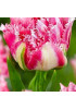 Тюльпан махровый бахромчатый "Криспион Свит" (Crispion Sweet) 3шт в упаковке (размер 11\12) Тюльпан махровый бахромчатый "Криспион Свит" (Crispion Sweet) 3шт в упаковке (размер 11\12)