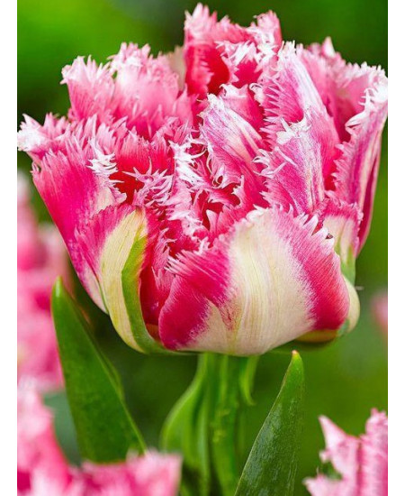 Тюльпан махровый бахромчатый "Криспион Свит" (Crispion Sweet) 3шт в упаковке (размер 11\12) Тюльпан махровый бахромчатый "Криспион Свит" (Crispion Sweet) 3шт в упаковке (размер 11\12)