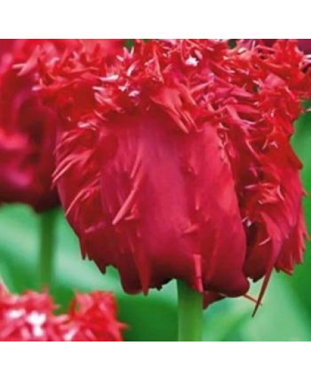 Тюльпан "Valerij Georgiev" 3шт в упаковке Тюльпан "Valerij Georgiev" 3шт в упаковке