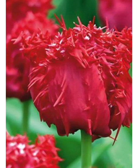 Тюльпан "Valerij Georgiev" 3шт в упаковке Тюльпан "Valerij Georgiev" 3шт в упаковке