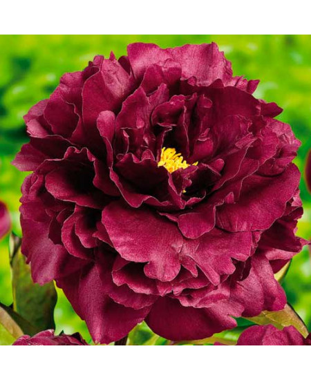 Пион Блэк Бьюти Пион Блэк Бьюти