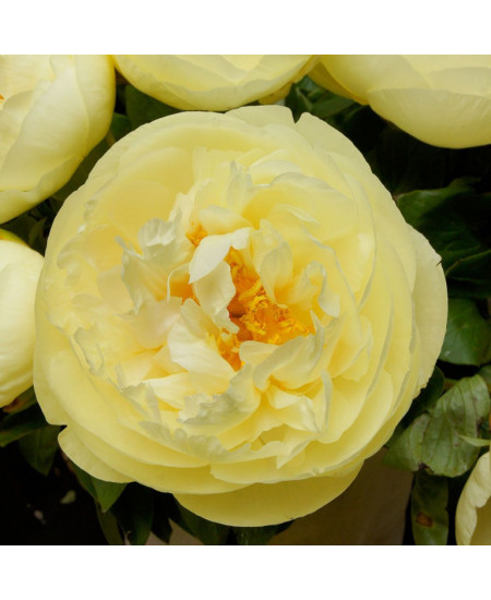 Пион Лемон Шифон Пион Лемон Шифон