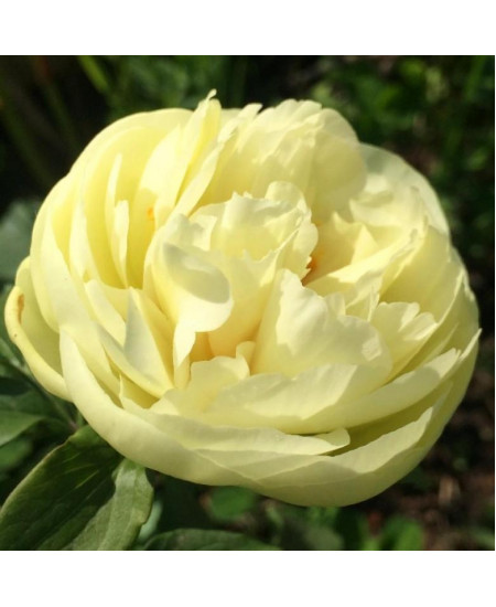 Пион Лемон Шифон Пион Лемон Шифон