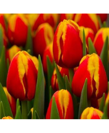 Тюльпан триумф "Денмарк" (Denmark) 3шт в упаковке (размер 11\12) Тюльпан триумф "Денмарк" (Denmark) 3шт в упаковке (размер 11\12)