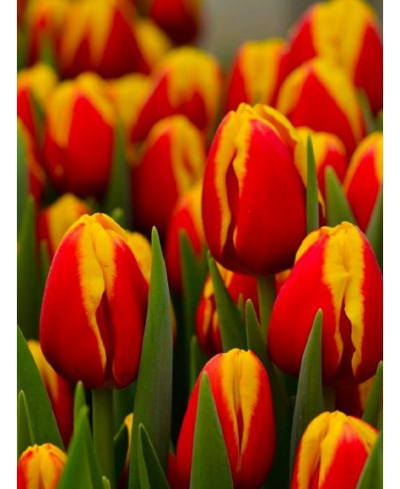 Тюльпан триумф "Денмарк" (Denmark) 3шт в упаковке (размер 11\12) Тюльпан триумф "Денмарк" (Denmark) 3шт в упаковке (размер 11\12)