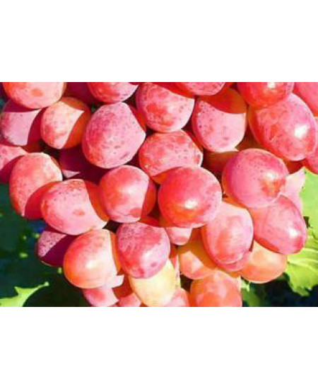 Виноград Анюта Виноград Анюта