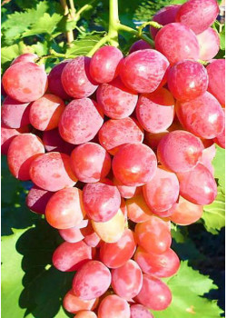 Виноград Анюта