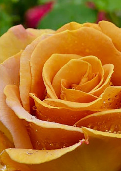 Роза чайно-гибридная Терракота