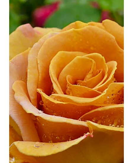 Роза чайно-гибридная Терракота Роза чайно-гибридная Терракота