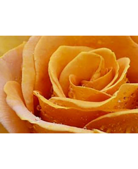 Роза чайно-гибридная Терракота Роза чайно-гибридная Терракота