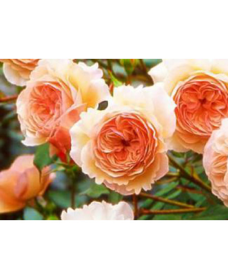 Роза английская Э шропшир Роза английская Э шропшир