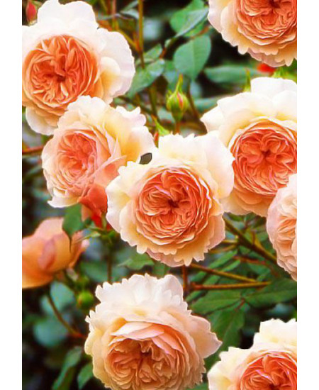 Роза английская Э шропшир Роза английская Э шропшир