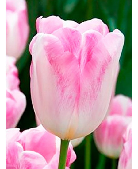 Тюльпан триумф "Милкшейк" (Milkshake) 3шт в упаковке (размер 12\+) Тюльпан триумф "Милкшейк" (Milkshake) 3шт в упаковке (размер 12\+)