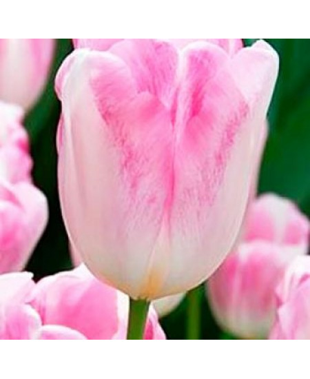 Тюльпан триумф "Милкшейк" (Milkshake) 3шт в упаковке (размер 12\+) Тюльпан триумф "Милкшейк" (Milkshake) 3шт в упаковке (размер 12\+)