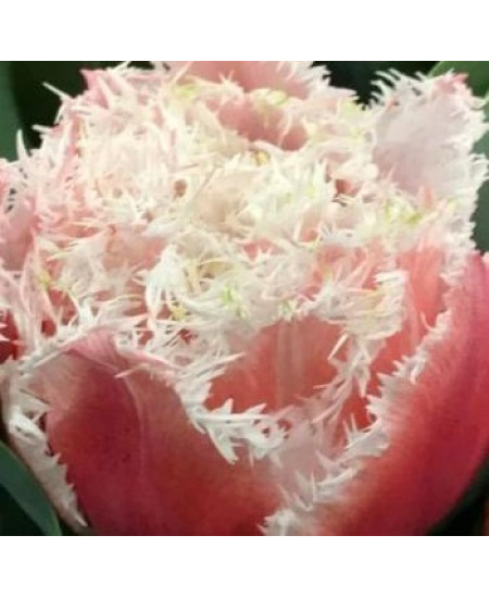 Тюльпан "Queensland" 3шт в упаковке Тюльпан "Queensland" 3шт в упаковке