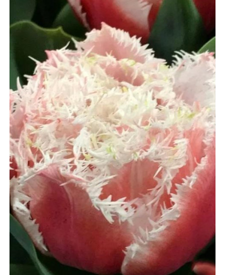 Тюльпан "Queensland" 3шт в упаковке Тюльпан "Queensland" 3шт в упаковке