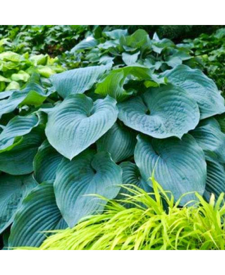 Хоста Блю Энджел Хоста Блю Энджел