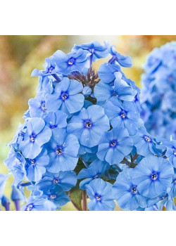 Флокс метельчатый Звезда Парижа