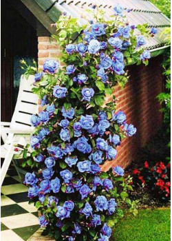 Роза плетистая Блю мун