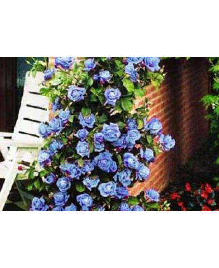 Роза плетистая Блю мун Роза плетистая Блю мун