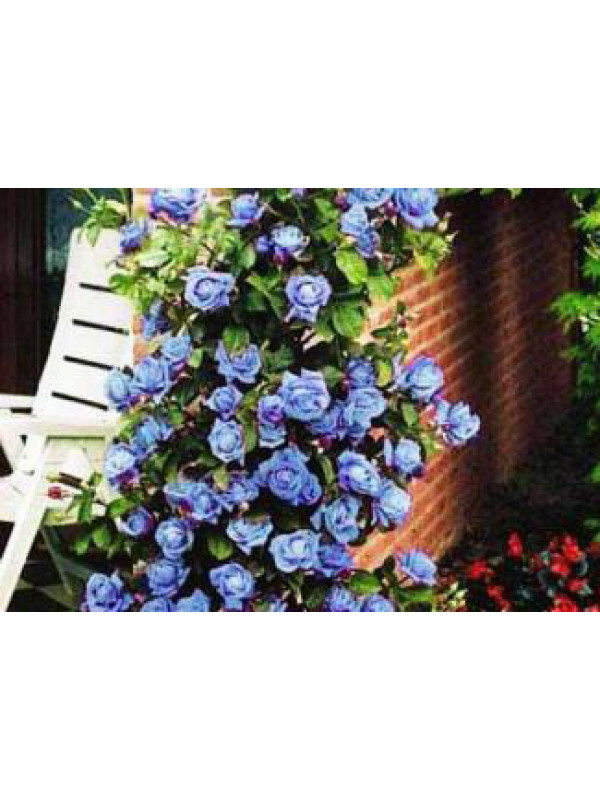 Роза плетистая голубая блю мун фото