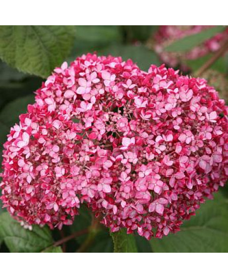 Гортензия древовидная Мэджикал Пинкербелл (Magical Pinkerbell) Гортензия древовидная Мэджикал Пинкербелл (Magical Pinkerbell)