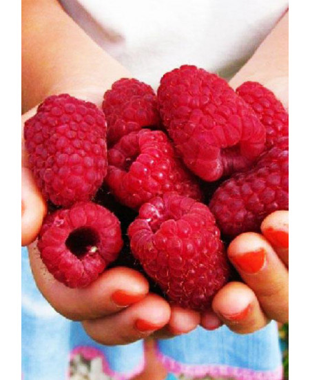 Малина Лячка Малина Лячка