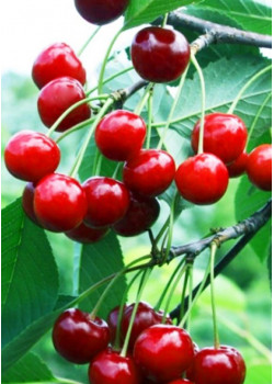 Вишня Быстринка