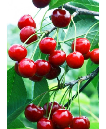 Вишня Быстринка Вишня Быстринка