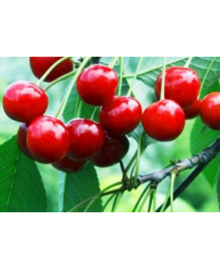 Вишня Быстринка Вишня Быстринка