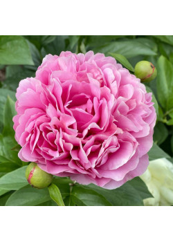 Гибрид Кетис Тач