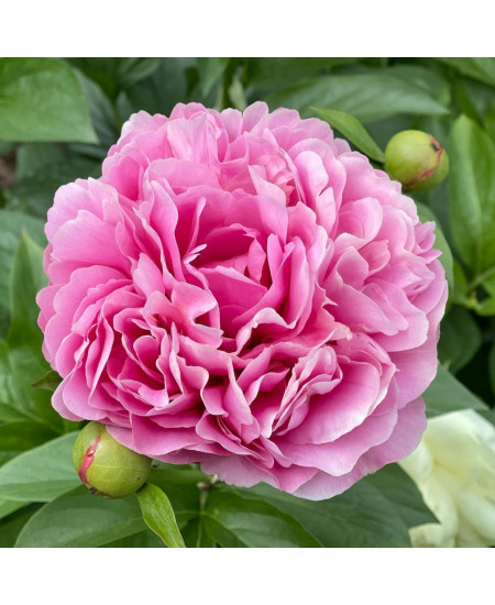 Гибрид Кетис Тач Гибрид Кетис Тач