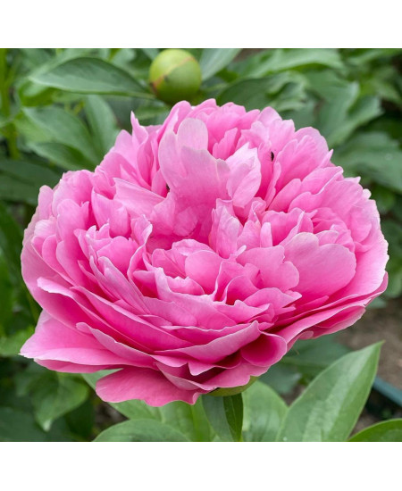 Гибрид Кетис Тач Гибрид Кетис Тач