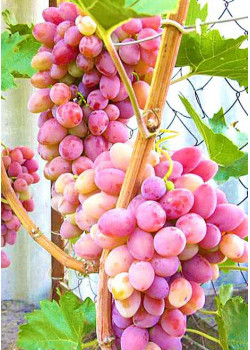 Виноград Восторг