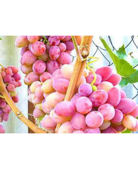 Виноград Восторг Виноград Восторг