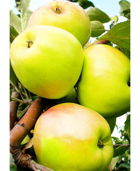 Яблоня Братчуд Яблоня Братчуд