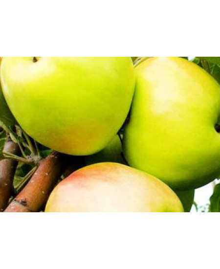 Яблоня Братчуд Яблоня Братчуд