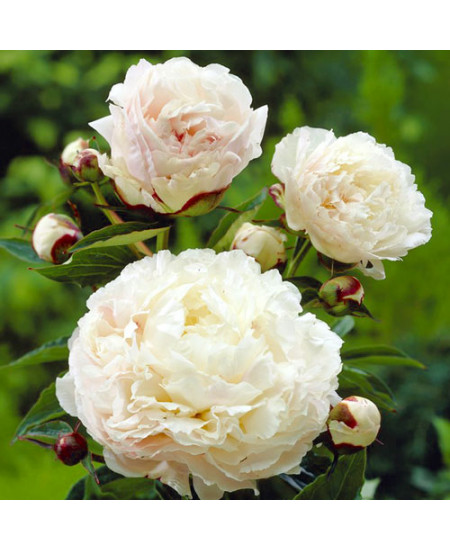 Пион Ширли Темпле Пион Ширли Темпле