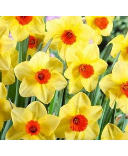 Нарцисс "Martinette" 3шт в упаковке Нарцисс "Martinette" 3шт в упаковке